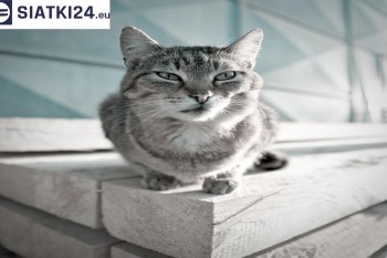 Siatki Głubczyce - Siatka na balkony dla kota i zabezpieczenie dzieci dla terenów Głubczyc